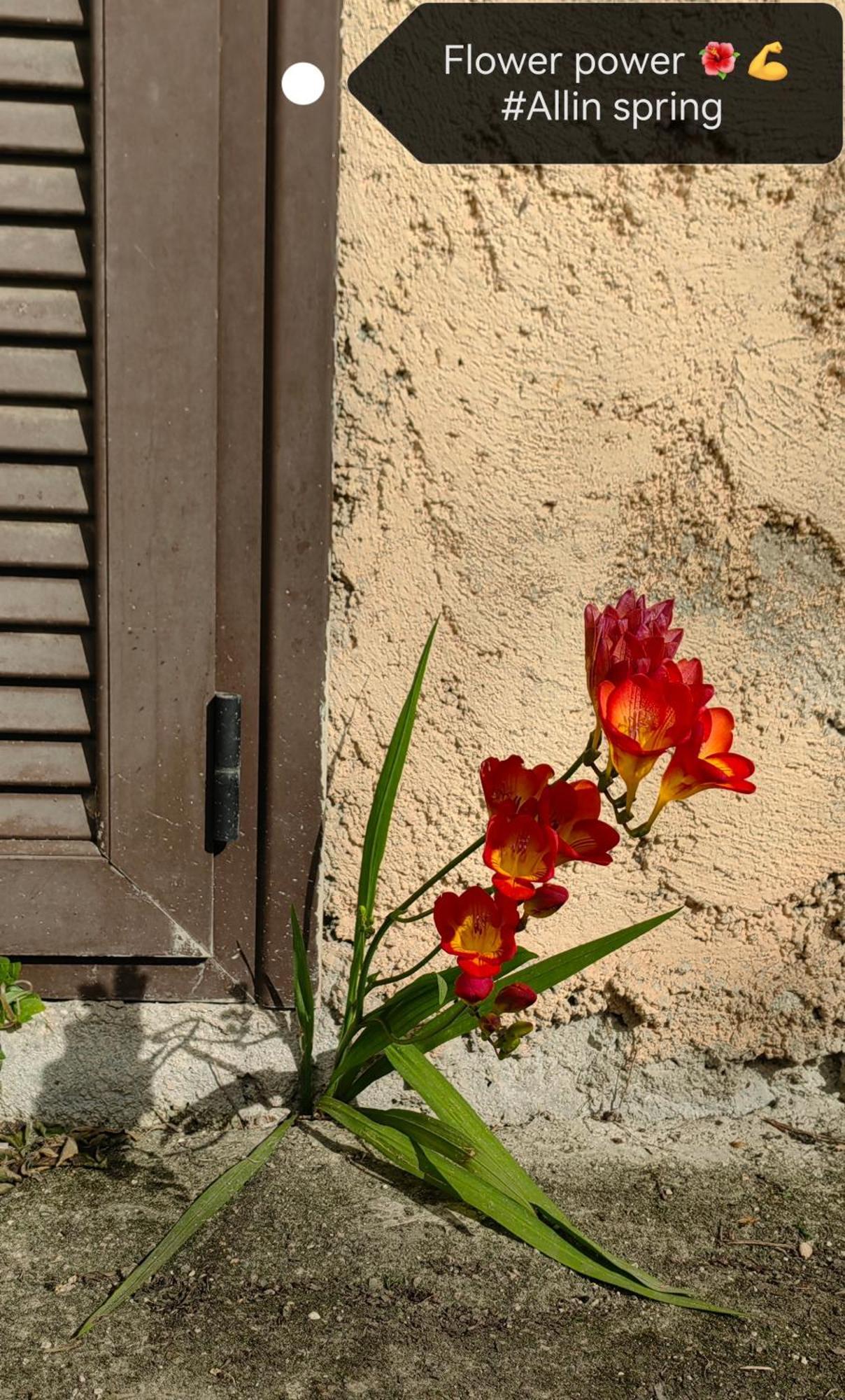 Allin Appartement